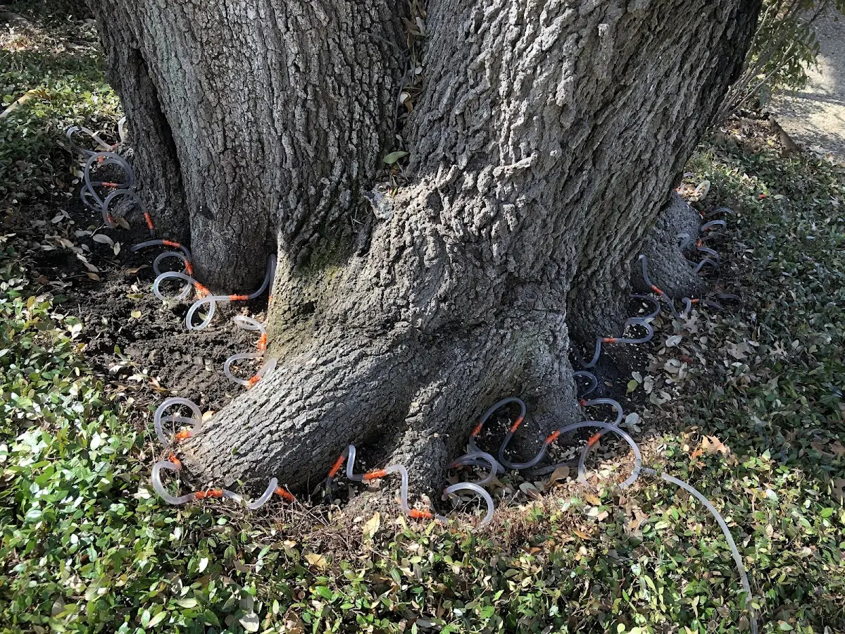 Detailed Tree Cabling and Bracing job site in Frankfort